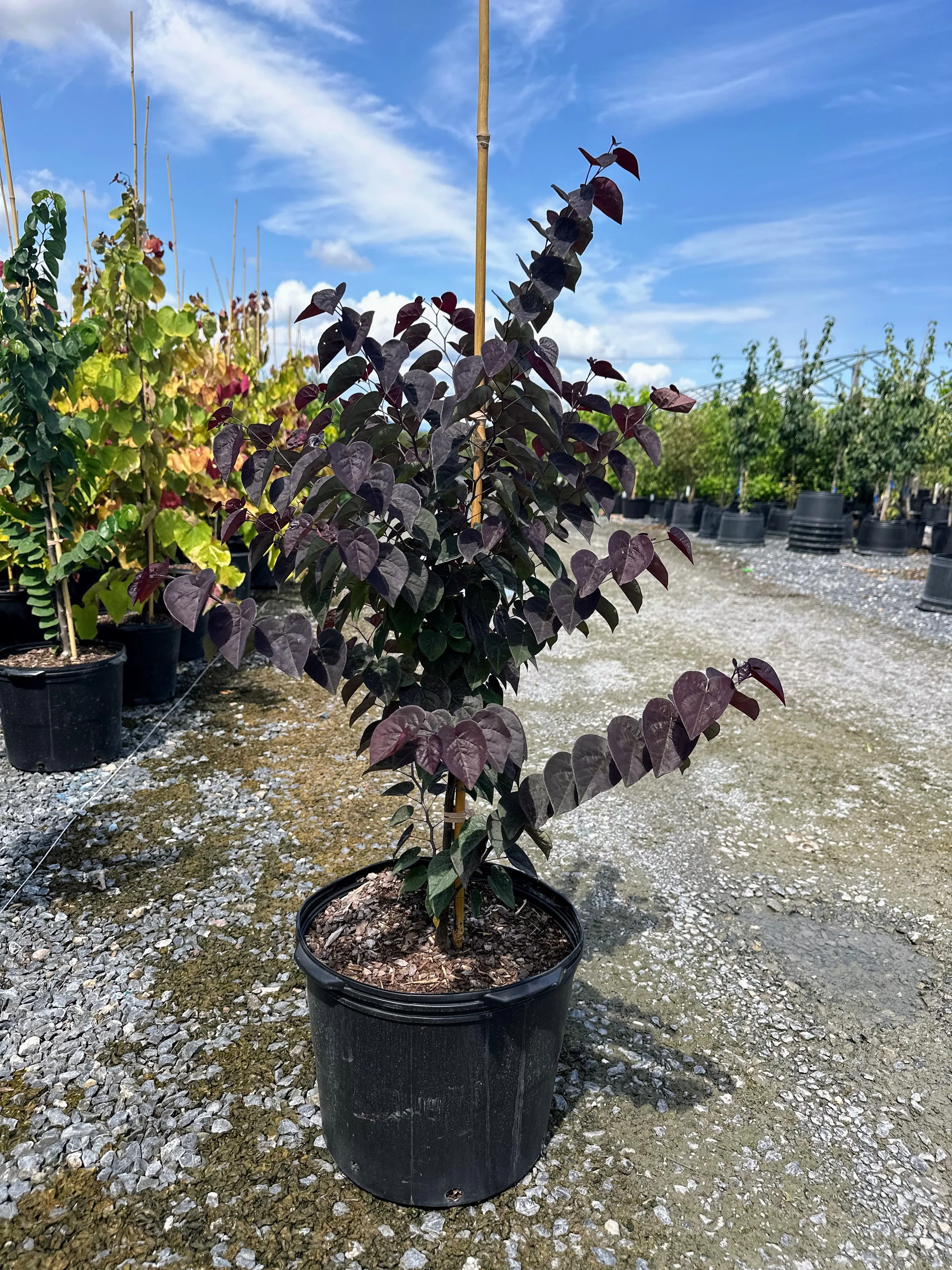 Cercis+amethyst.jpg?format=1000w